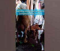 Kambing Melahirkan Kembar